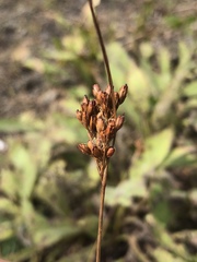 Juncus greenei