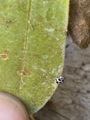 Psyllobora picta