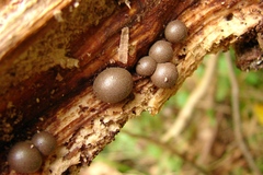 Lycogala epidendrum