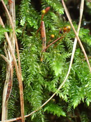 Brachytheciastrum velutinum