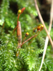 Brachytheciastrum velutinum