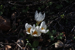 Crocus hyemalis