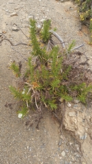 Heliotropium stenophyllum