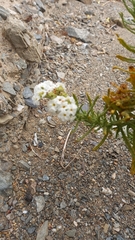 Heliotropium stenophyllum