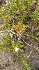 Heliotropium stenophyllum