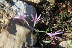 Colchicum stevenii