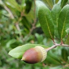 Quercus fusiformis