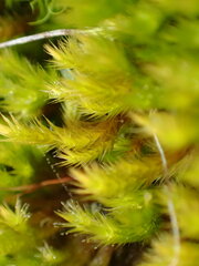Homalothecium sericeum