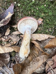 Armillaria gallica