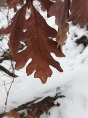 Quercus alba