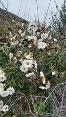 Cordia decandra