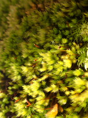 Homalothecium sericeum