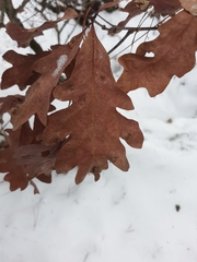 Quercus alba
