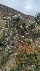 Cordia decandra