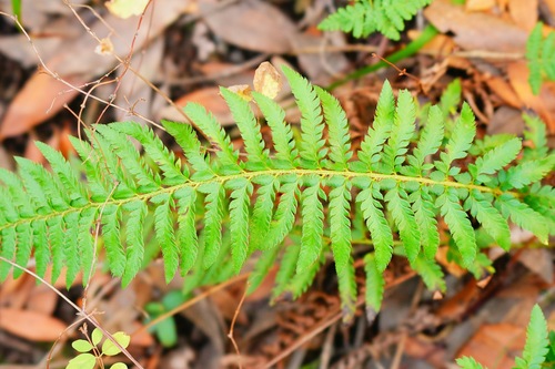 Image of Polystichum californicum by (c) Michael Warner, some rights reserved (CC BY)