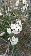 Cordia decandra