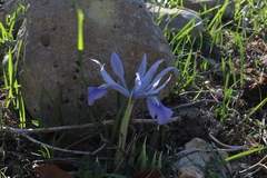 Iris vartanii