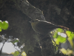 Furnariinae