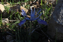 Iris vartanii