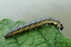 Depressaria daucella