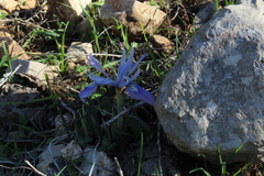 Iris vartanii