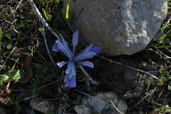 Iris vartanii