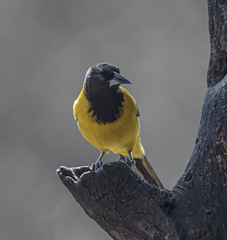 Icterus graduacauda