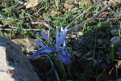 Iris vartanii
