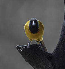 Icterus graduacauda