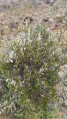 Spinoliva ilicifolia