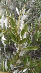Spinoliva ilicifolia