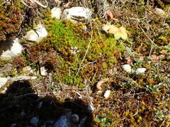 Encalypta streptocarpa