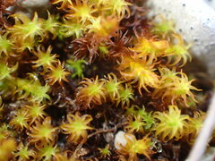 Geheebia gigantea