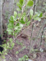 Magnoliopsida