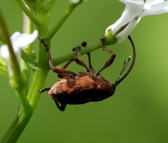 Curculio glandium