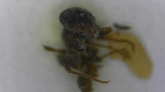 Lasius