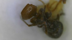 Lasius