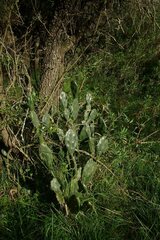 Opuntia megapotamica