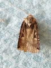 Opigena polygona