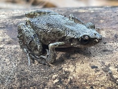 Eleutherodactylus campi