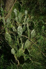 Opuntia megapotamica