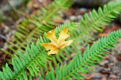 Polystichum californicum × munitum
