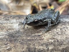 Eleutherodactylus campi
