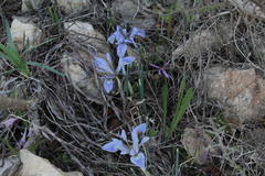 Iris vartanii