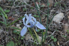 Iris vartanii