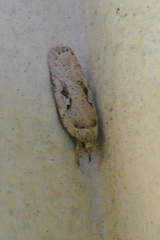 Agonopterix ocellana