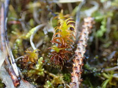 Geheebia gigantea