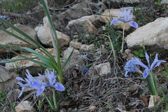 Iris vartanii