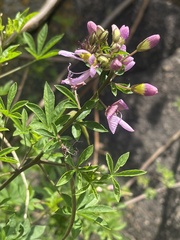 Cleome oxyphylla oxyphylla
