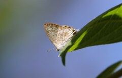 Catopyrops florinda